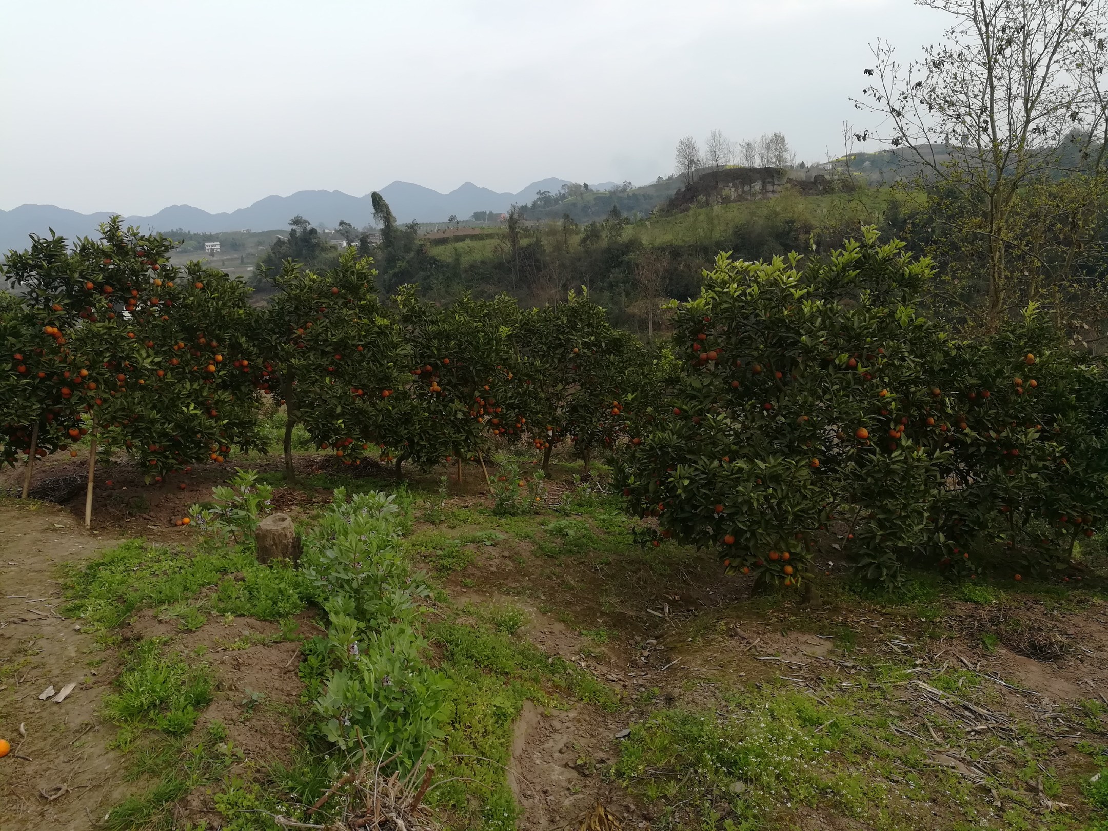 血橙果园冬季采摘场景