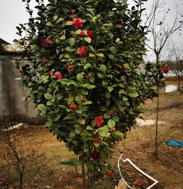 高2,5米一3米,冠幅2米茶花