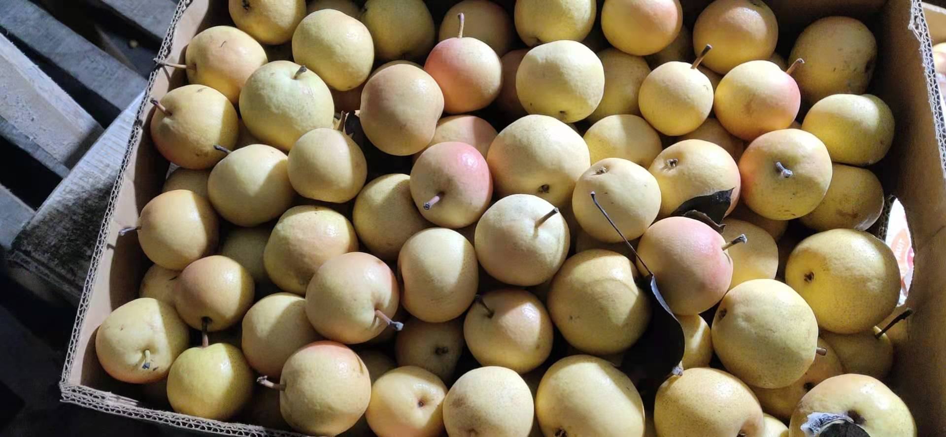 展示南果梨从采摘初期(绿色硬果)到后熟第3天(黄绿渐变)、第5天(金黄色、果肉开始软化)、第7天(完全软化、香气浓郁)的四个阶段,配以文字说明每个阶段的糖度、硬度和香气变化趋势 南果梨成熟过程与后熟变化示意图