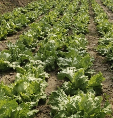 球生菜西生菜可以长期合作,长期供货