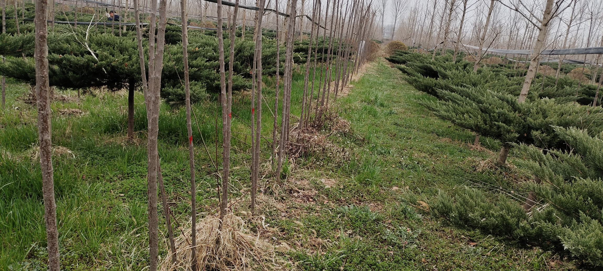 东魁杨梅始祖树全景