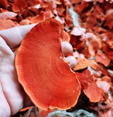 紅栓菌,新貨,質量好紅栓菌含有多種生物活性成分,如真菌