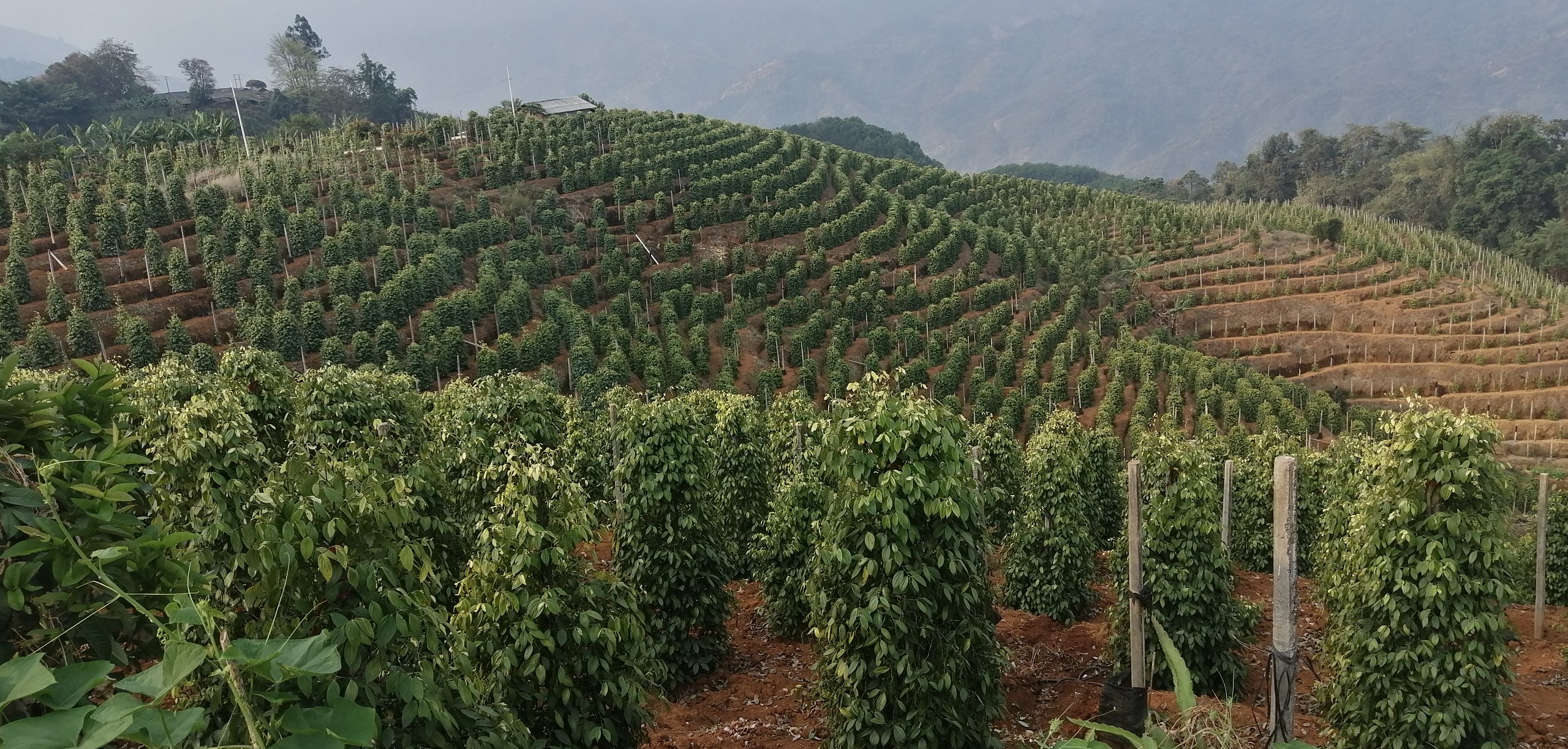 云南勐腊林下胡椒种植实景