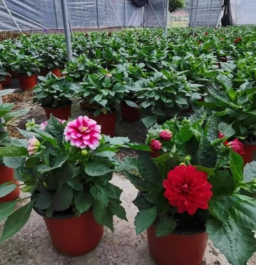 150#小丽花花卉盆栽阳台庭院绿植公园绿化