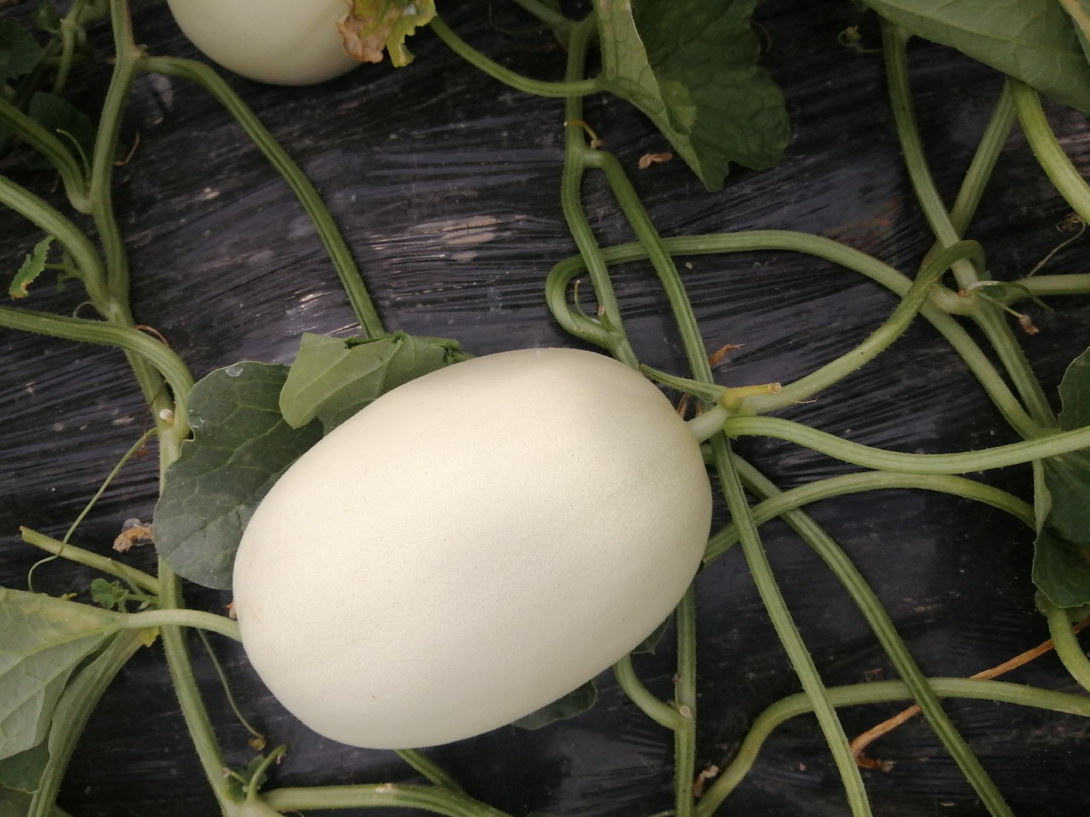 一个成熟的南汇玉菇甜瓜放置在绿色草地上,果皮呈乳白色略带淡黄,表面光滑有蜡质光泽,旁边切开一半展示内部洁白细腻的果肉和少量种子腔,背景为阳光照射下的大棚田园环境 南汇玉菇甜瓜特写