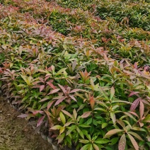木荷杯苗裸根苗，1-3公分木荷海量供应，现货批发