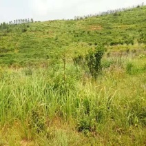 清远阳山县荒地，可批准做光伏，荒山坡度30一50度，路通