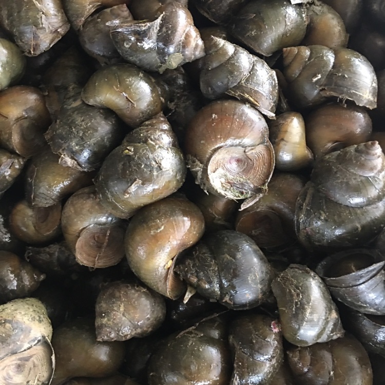 [田螺批发]田螺可选:中大10-15,中25-35,小田螺40-60价格3.20元/斤 - 