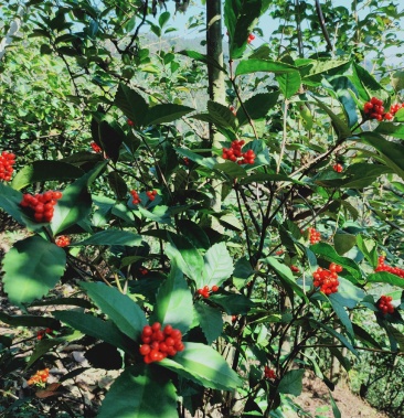 侗族大山深处的草珊瑚,九节茶,观音茶 苗