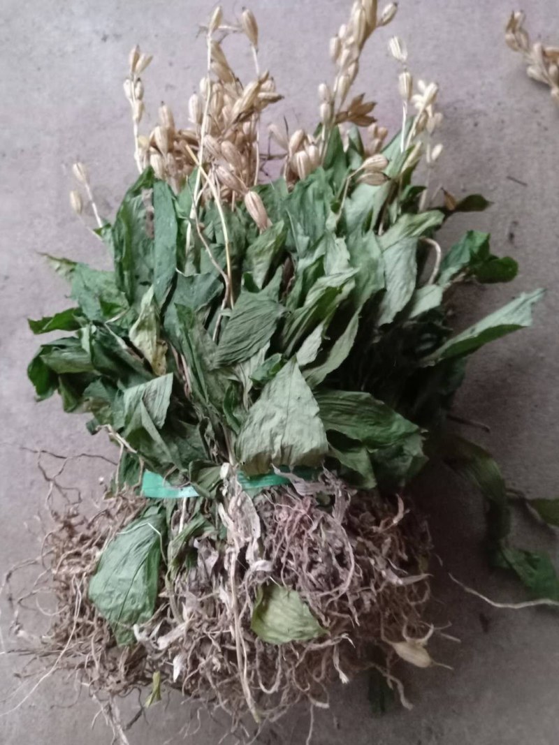 见血清湖北正宗小叶见血清