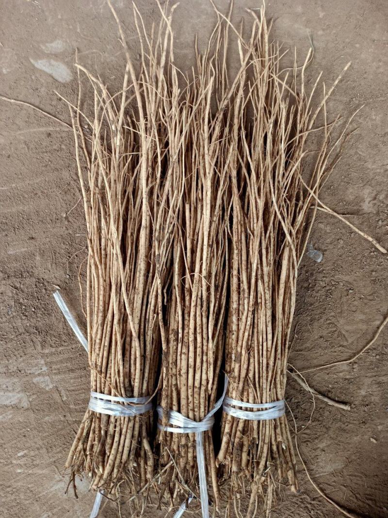 黄芪苗子质量保证,产地直销