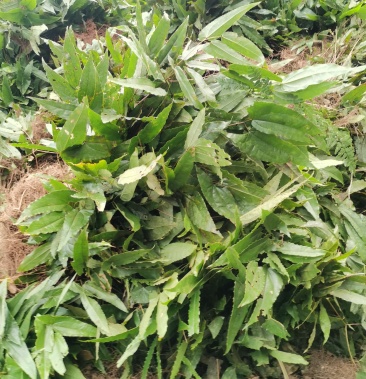 无带淫羊藿大货出售四川本地野生箭叶淫羊藿