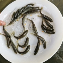 军鱼鱼苗（青竹鲩）产地直销，价格靓仔欢迎咨询下单