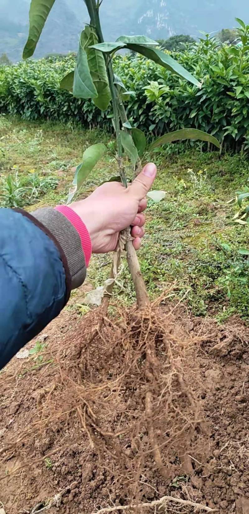 沃柑苗,无籽沃柑杯苗,裸根苗 柑桔幼苗 柑橘树苗