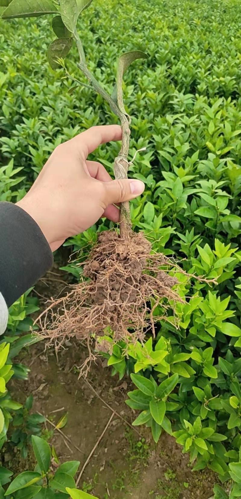 沃柑苗,无籽沃柑杯苗,裸根苗 柑桔幼苗 柑橘树苗