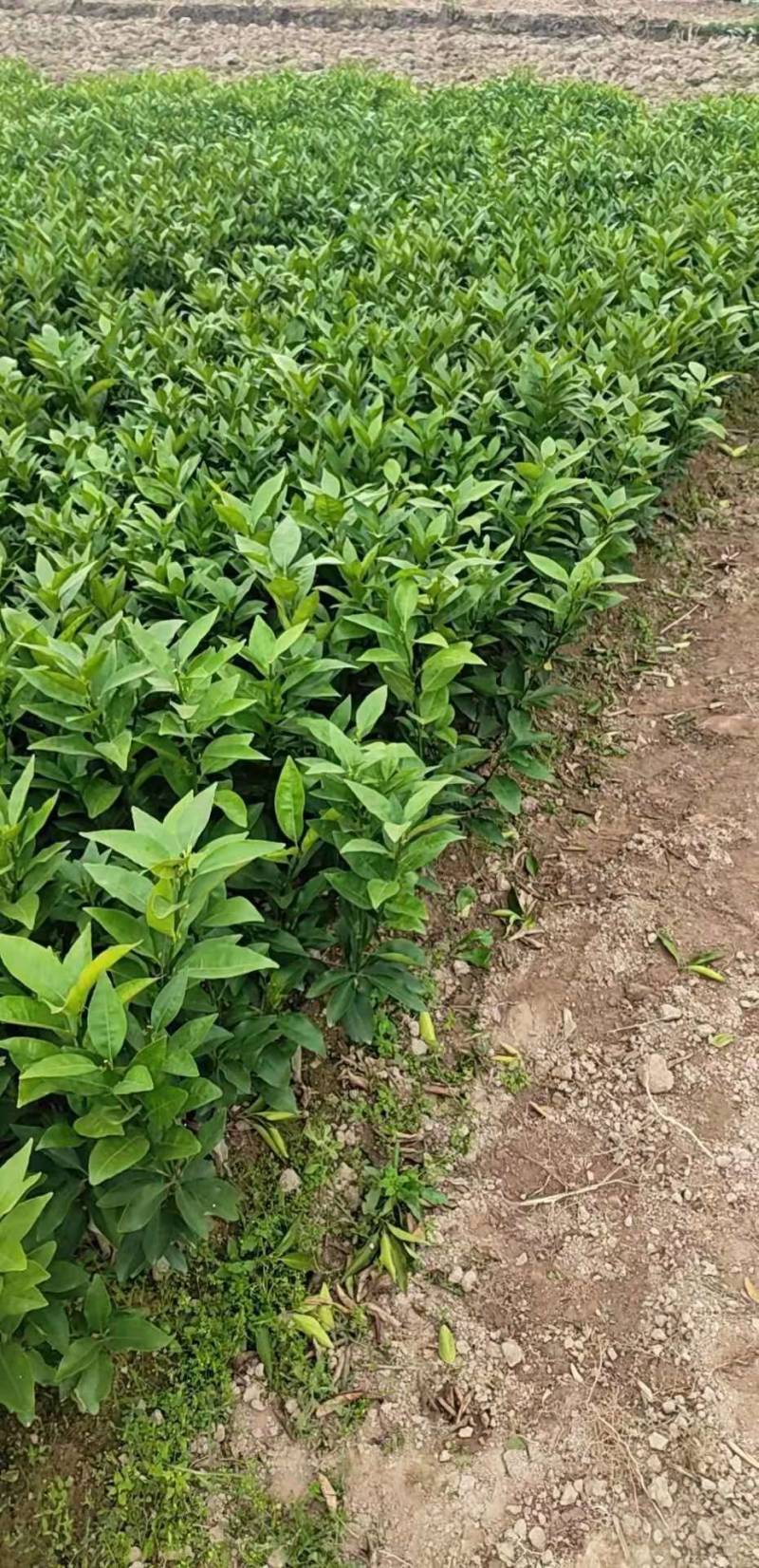 沃柑苗,无籽沃柑杯苗,裸根苗 柑桔幼苗 柑橘树苗