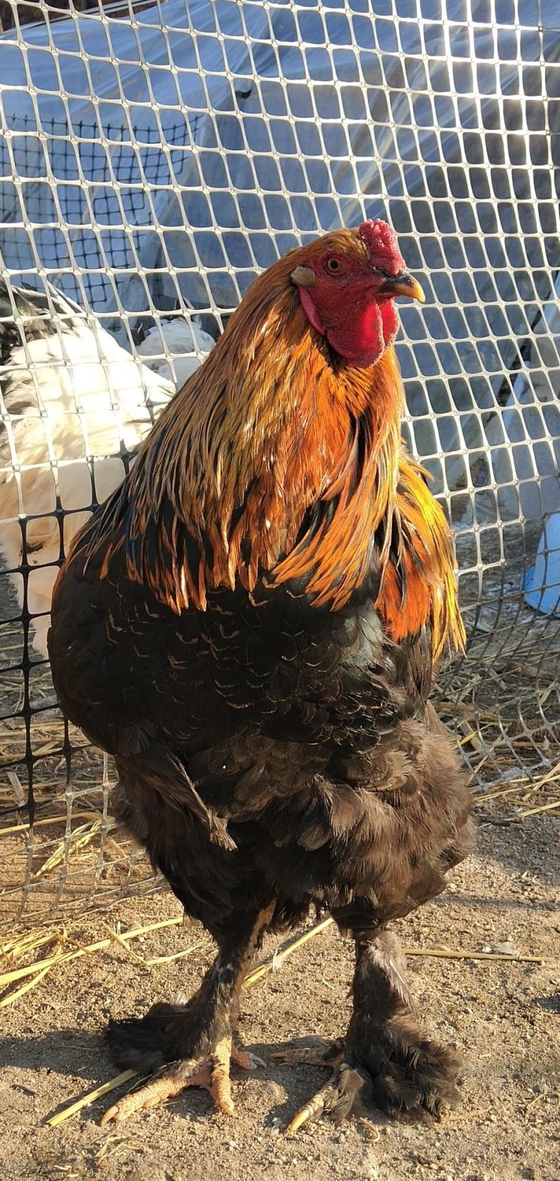 大红袍婆罗门梵天鸡种蛋