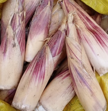 广西大瑶山野生甜笋 带壳甜笋 当季农家特产现挖甜笋蔬菜