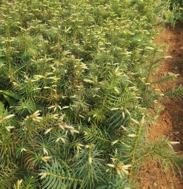 [杉树苗批发]大量供应优质杉木苗,量大从优,价格0.30元/棵 - 一亩田