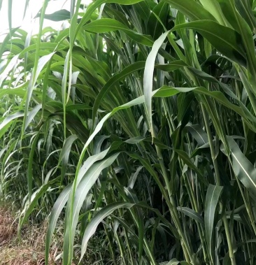 甜高粱牧草种子,青储牧草王,养殖业专用牧草种子