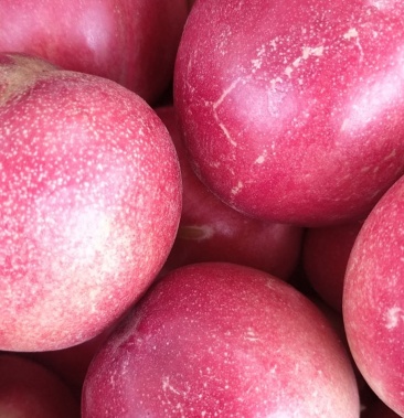 中油蜜玉白果肉大油桃