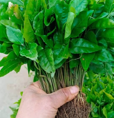 黄皮果苗黄皮果小苗广西黄皮果芽苗包邮