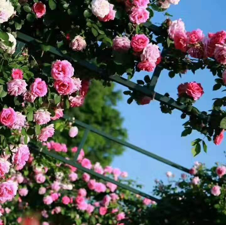 月季造型在婚礼场地中的应用