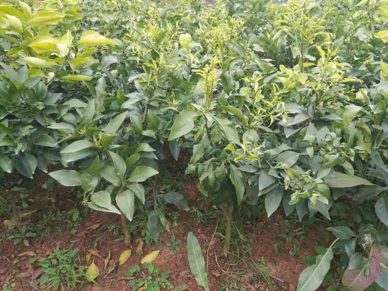 爱媛苗,出售各类柑橘苗