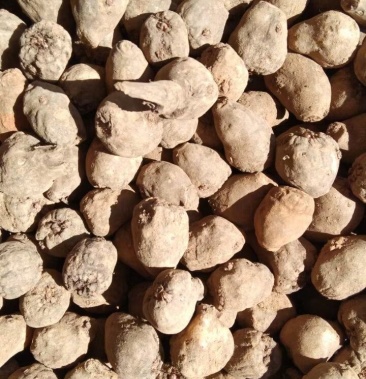 精品一代二代魔芋种,黑杆花魔芋