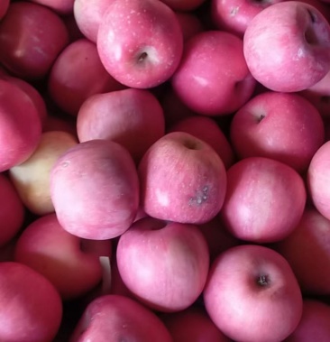 烟台红富士,蓬莱本地果,一年四季