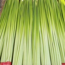 邳州精品改把白帽蒜苔邳州精品改把白帽蒜苔