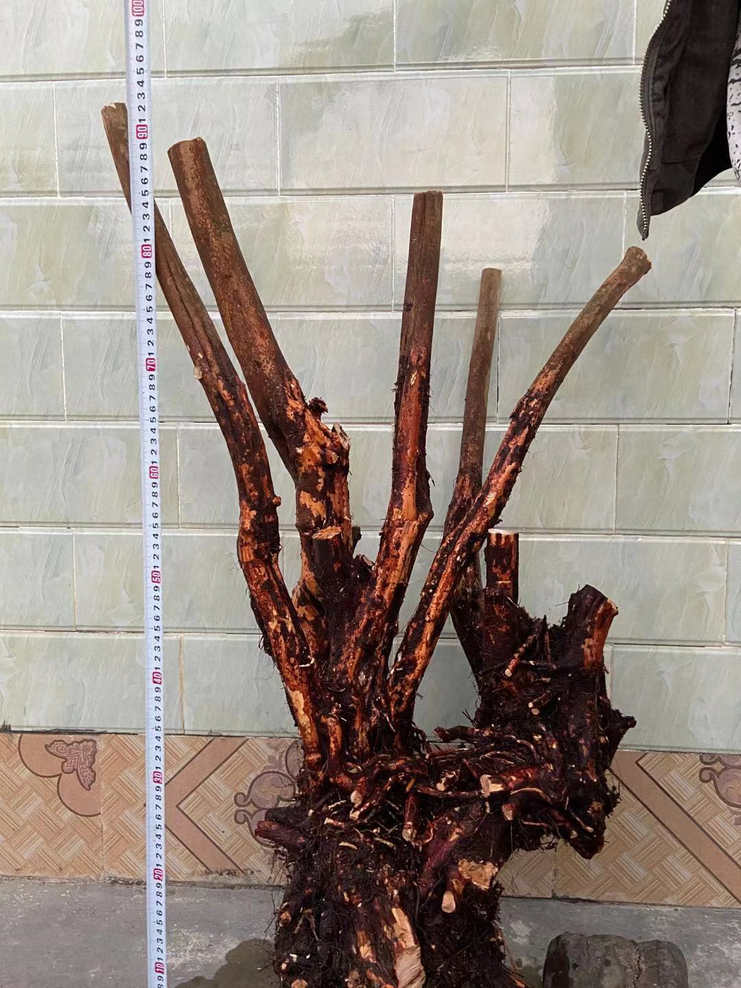 杜鹃花盆景老桩花色鸡血红