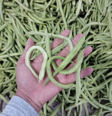 [四季豆批发]云南四季豆,小金豆,赶集货价格2.30元/斤 - 一亩田