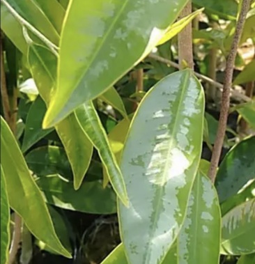 金沙叶奇楠棋楠品种原木技条嫁接一代苗