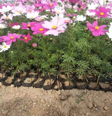 波斯菊格桑花宿根花卉批发