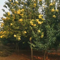 丁香树丁香树苗大量直销(品种全价格优)