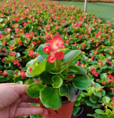 四季海棠 红叶绿叶 基地直供质优价廉