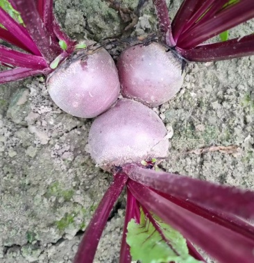 徐州紅甜菜基地甜菜頭精選甜菜紅菜頭自產自銷以批發為主