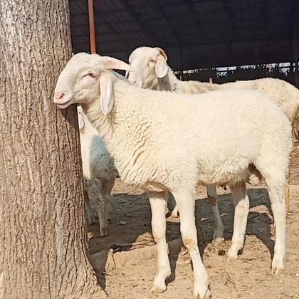 小尾寒羊头胎怀孕二胎怀孕,种公羊 澳洲白 黑头杜波小尾寒羊纯种 支持