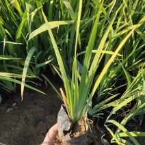 花菖蒲营养钵花菖蒲种植基地