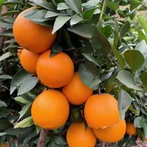 湖北九月红果冻橙脐橙口感甜大小匀称皮薄多汁果园看货现场采