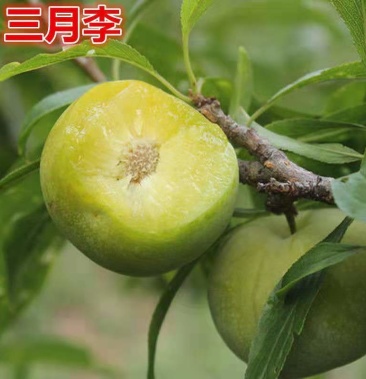 云南 玉溪三月李 上市 欢迎各位老板来电咨询