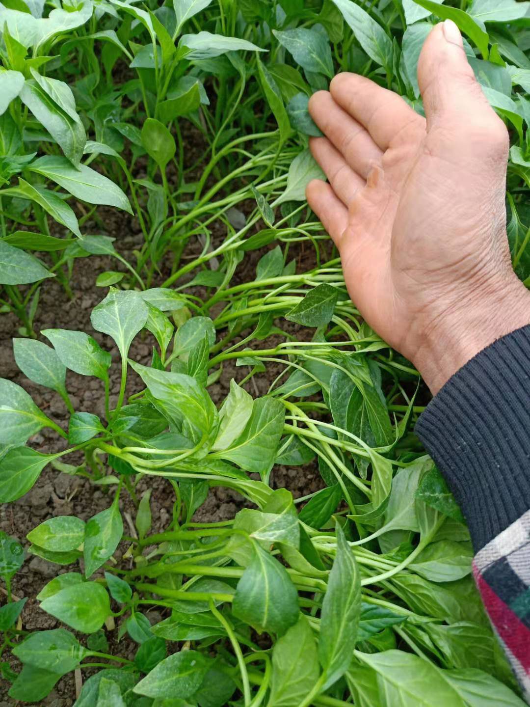 [辣椒苗批发]薄皮辣椒苗 抗病高产支持全国发货基地直供价格0.