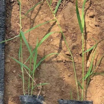 芦苇水生植物种植基地