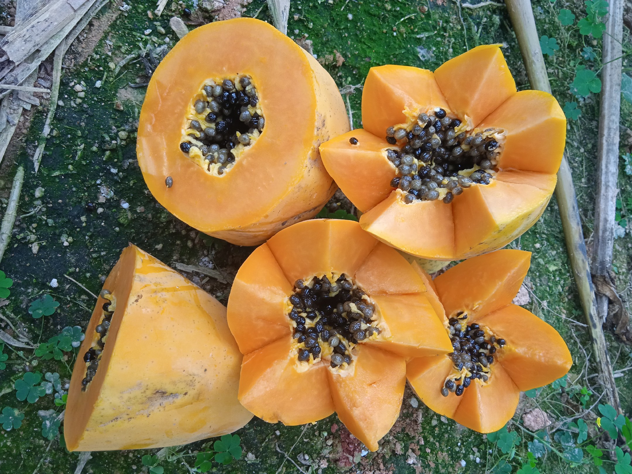 青木瓜横切面乳汁状态对比图：左侧为功能成熟青木瓜切面（乳汁呈均匀细密乳白色小珠，附着果肉表面未流淌），右侧为过熟青木瓜切面（乳汁大量汇聚成滴，边缘泛淡黄色，果肉断面可见絮状沉淀）