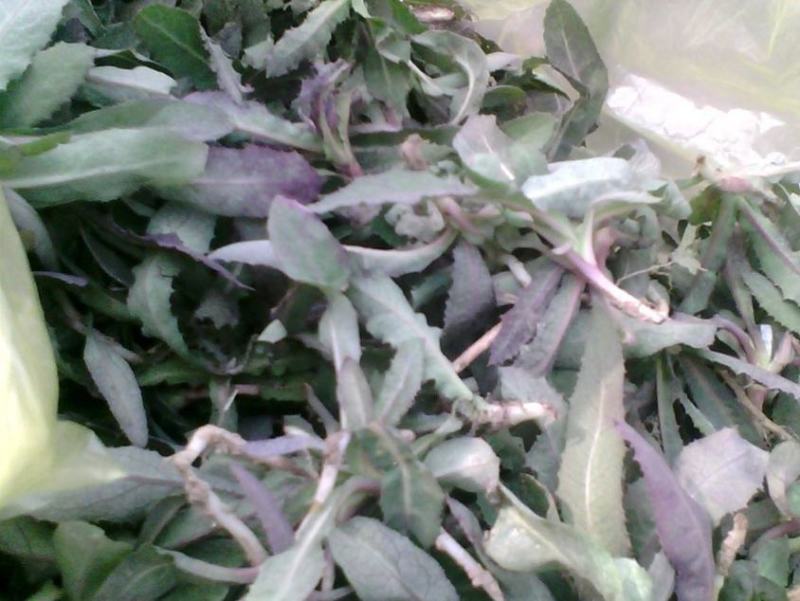 各种新鲜野菜现挖现发(曲曲菜,荠菜,蒲公英)