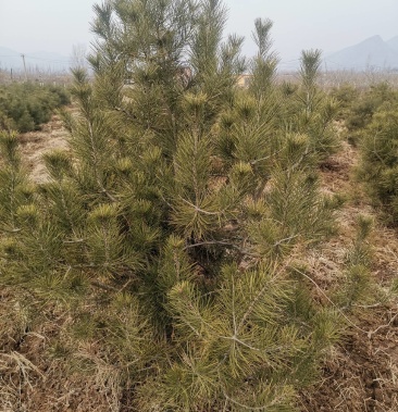 基地种植白皮松,专业护理,一级苗木