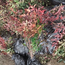 南天竹基地批发