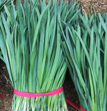 韭菜新鲜有机蔬菜细叶嫩韭菜饺子馅烧烤韭香浓郁绿色韭菜