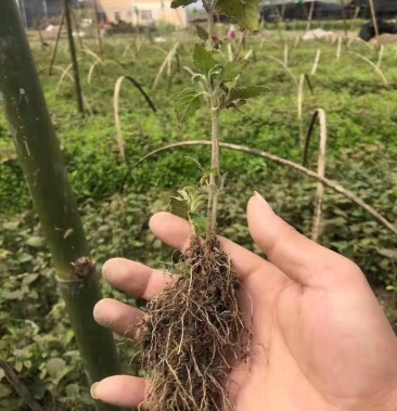 [藿香种苗批发]广藿香苗,优质高产品种产量高,一年一收成价格0.